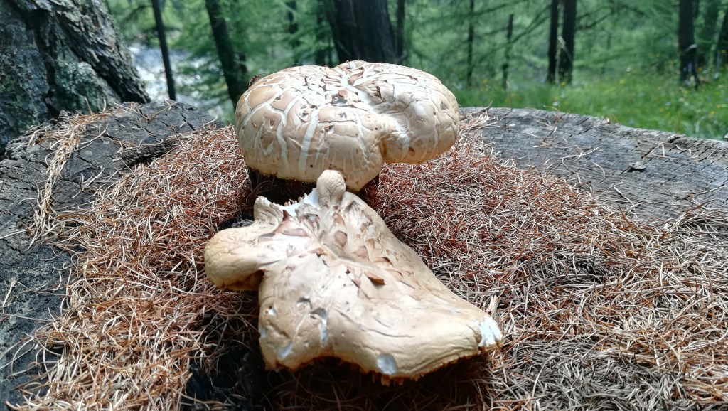 Comprendre les crises (35) Edgar Morin ; La&nbsp;Méthode